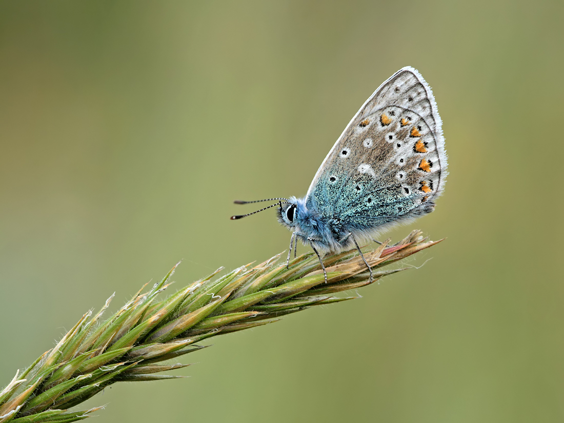 Common Blue 2